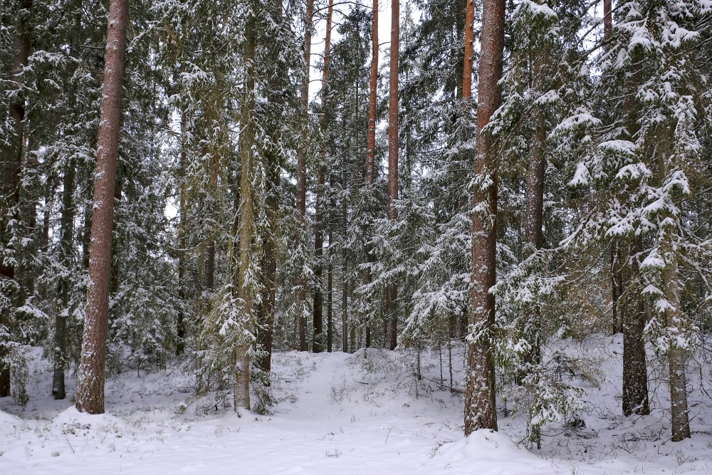 Priežu mežs ziemā
