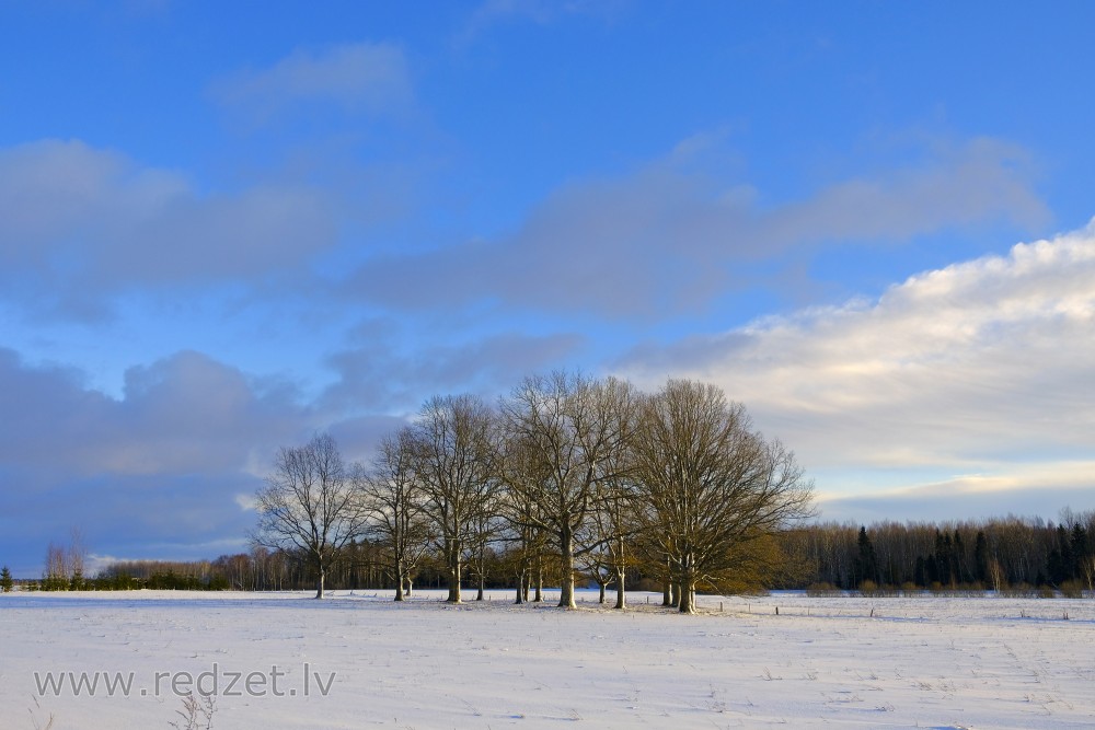 Winter Countryside Landscape
