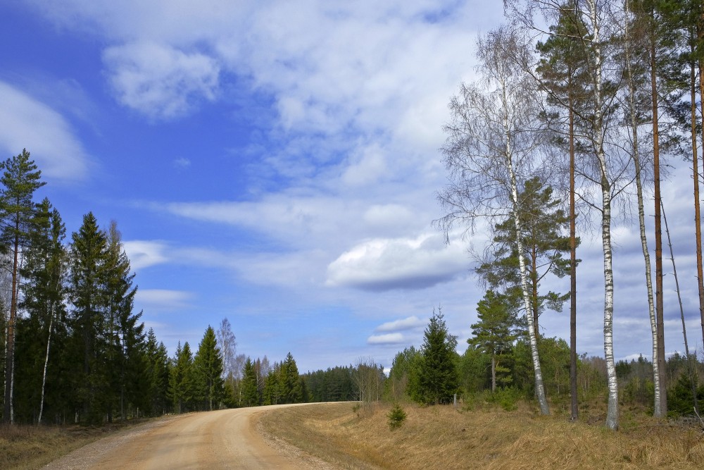 Meža pavasara ainava Meža pavasara ainava