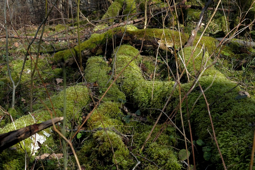 Fallen Trees Overgrown With Moss