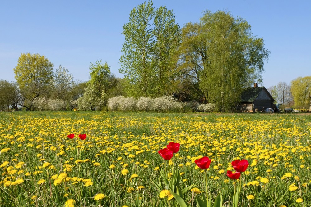 Flowering Spring in Countryside
