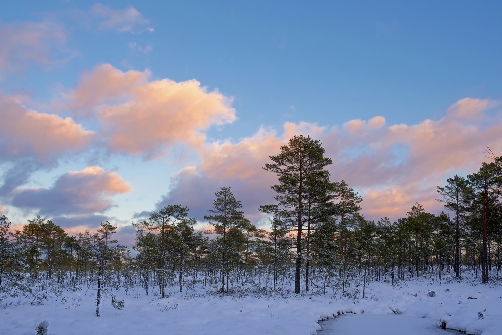 Vasenieki Swamp on a Winter Evening