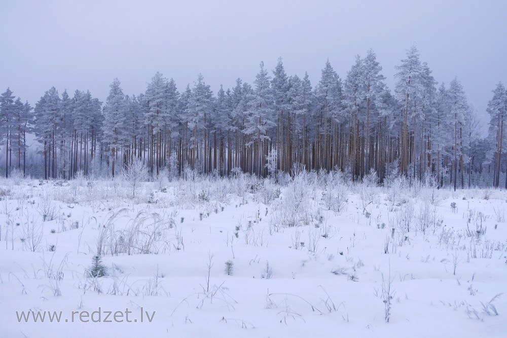 Pine Tree Forest During Winter