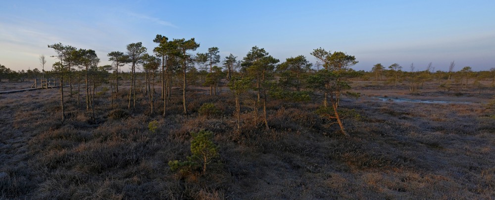 Pines In Ķemeri Bog In Early Morning, Spring