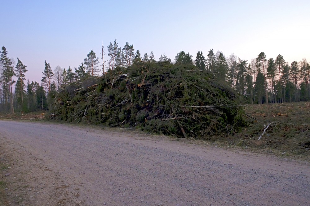 Zaru kaudze kailcirtes malā