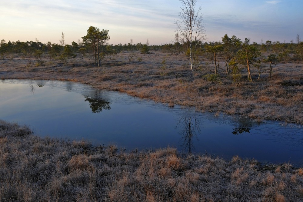 The Big Kemeri Bog In The Spring In The Morning