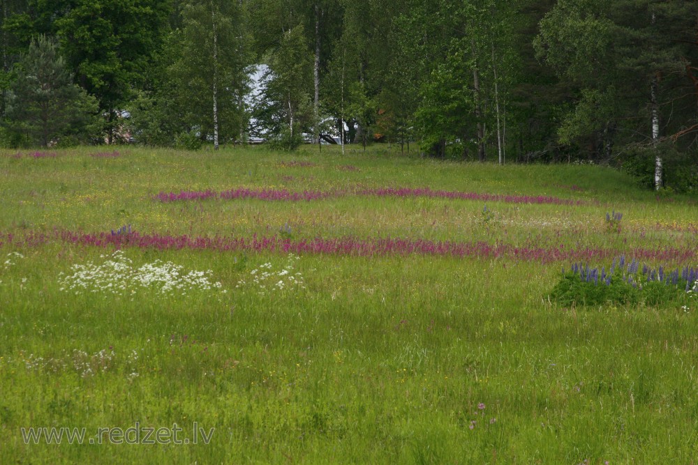 Pļavas ainava