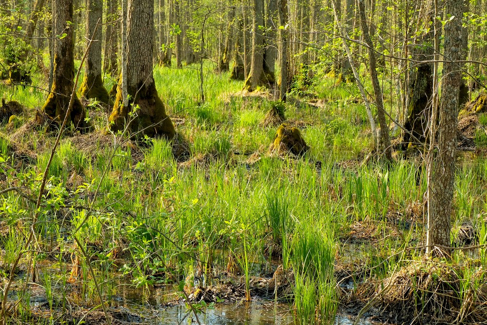 Raised Roots of Black Alder in Vēršupīte Swamp, Sloks Lake Trail