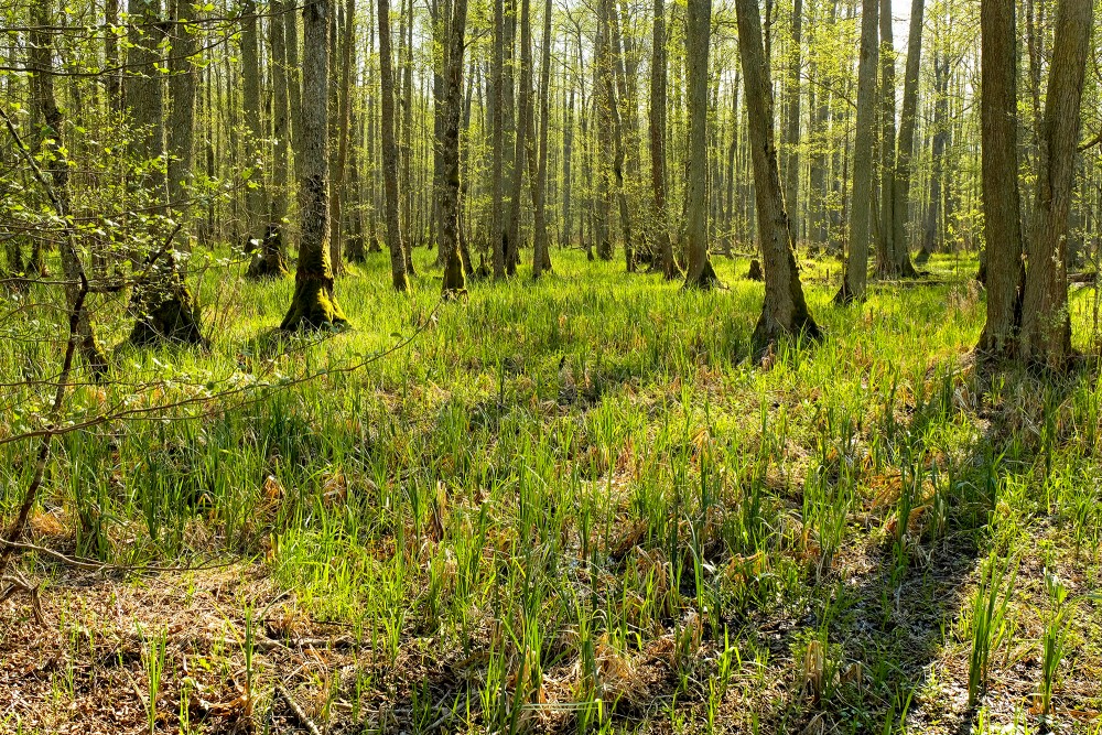 Swamp Forest Landscape, Vēršupīte Bog