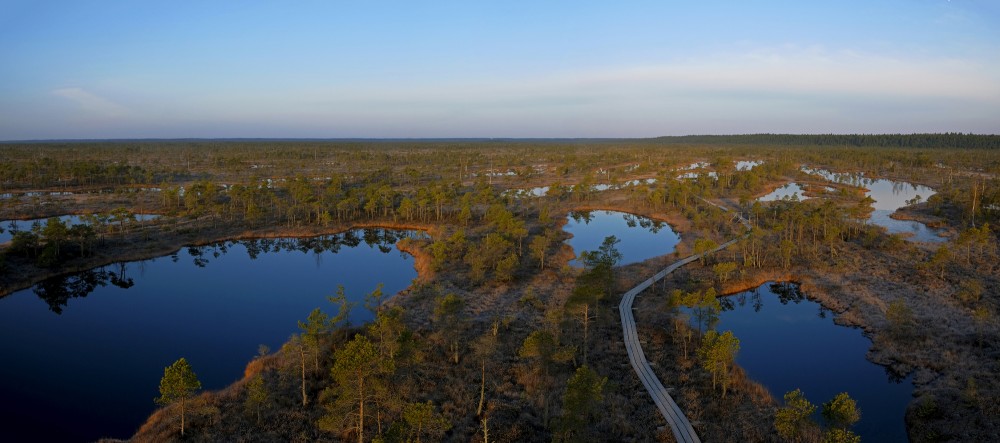 Panorama Of Ķemeri Bog From The Viewing Tower