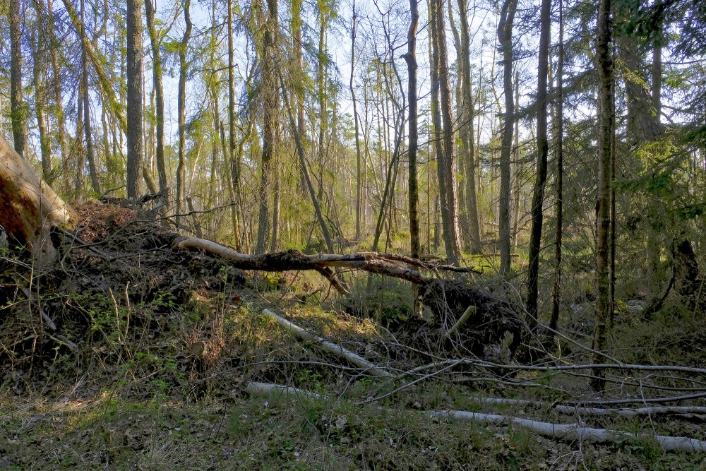 Purvaini meži, krituši koki Purvaini meži, krituši koki