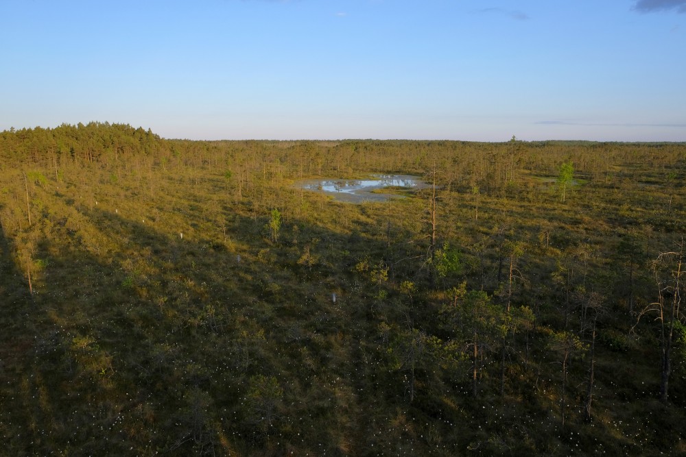 Cena Bog Landscape