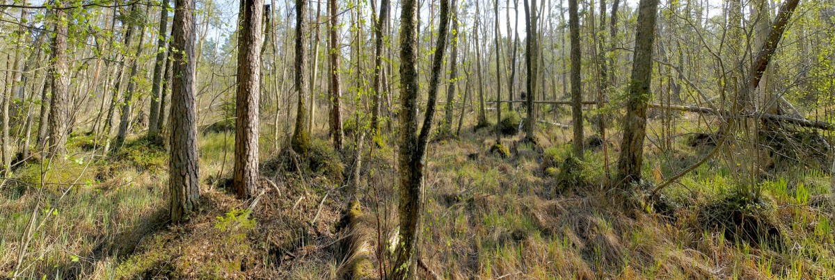 Purvaina meža panorāma Purvaina meža panorāma