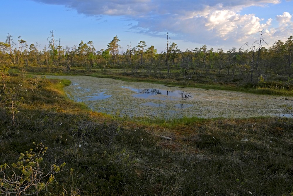 Swamp Lakes