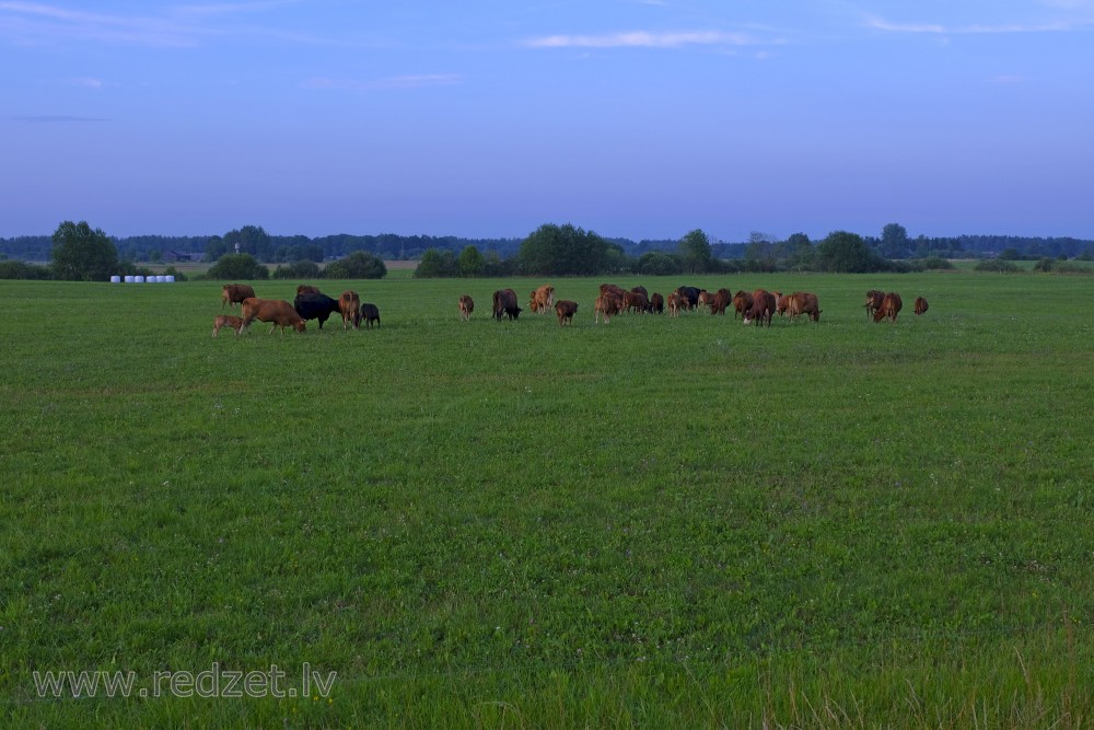 Lauku ainava ar govīm