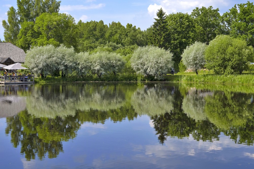 Koku atspulgs dīķa ūdenī Koku atspulgs dīķa ūdenī