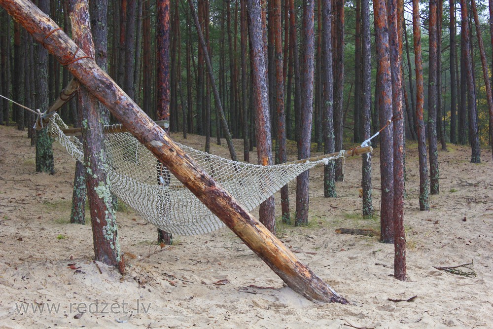 Hammock between Pines on the Sea