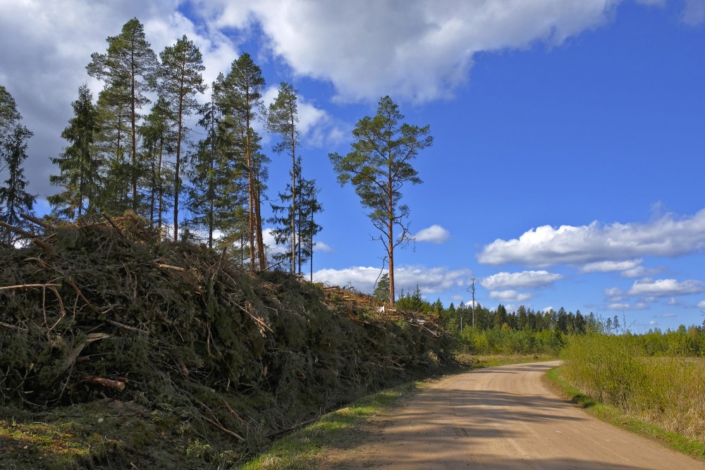 Zaru kaudze ceļa malā