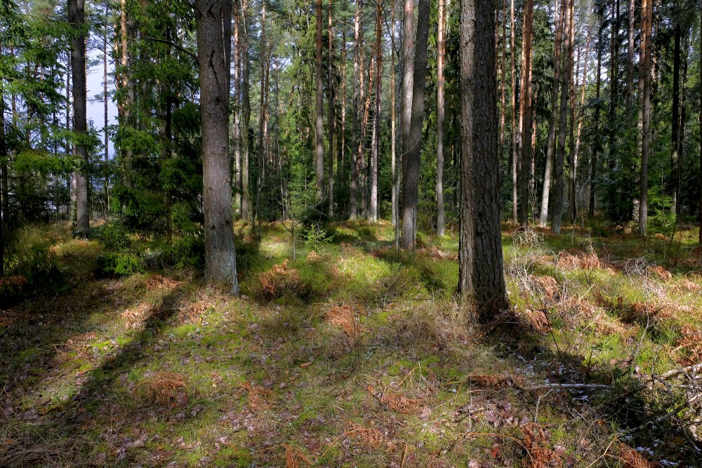 Spring Forest Landscape