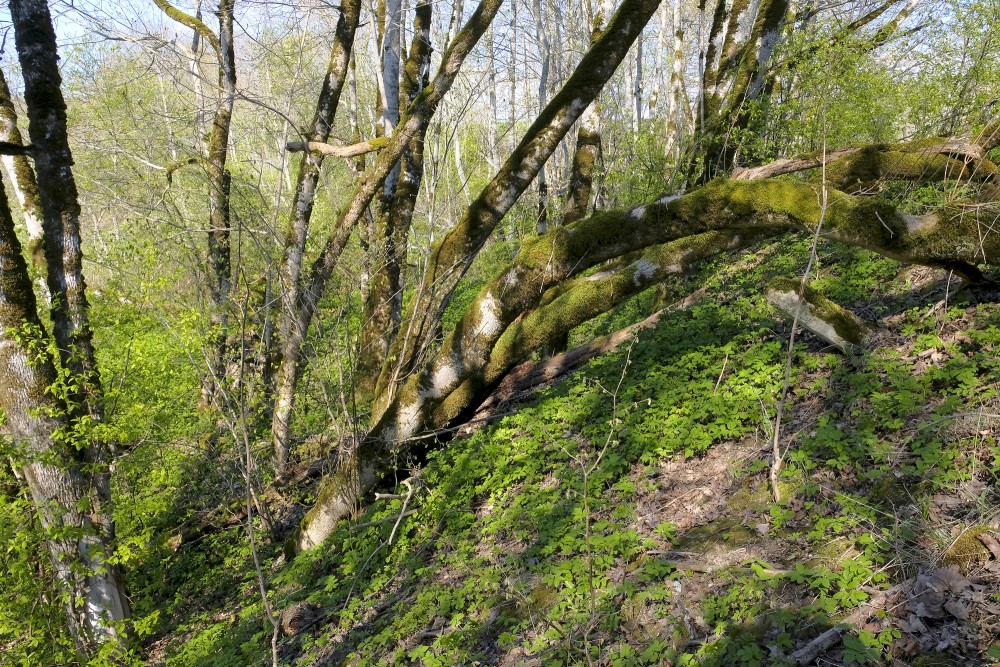 Fallen Trees in Embūte Nature Park