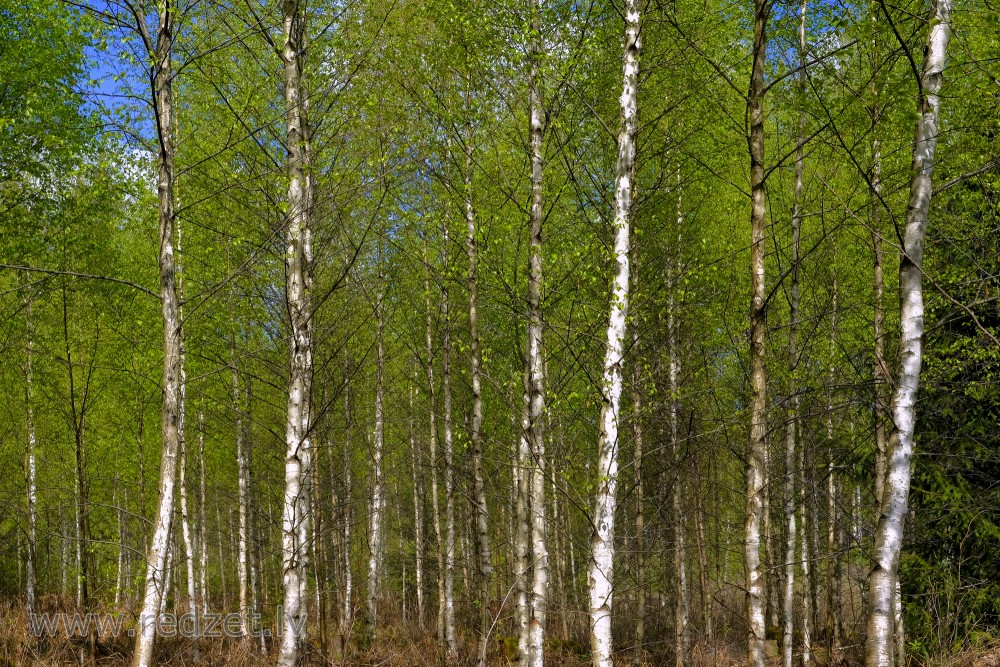 Spring Birch Trees In Forest