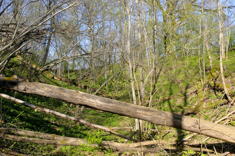Fallen trees on Embūte Hillfort