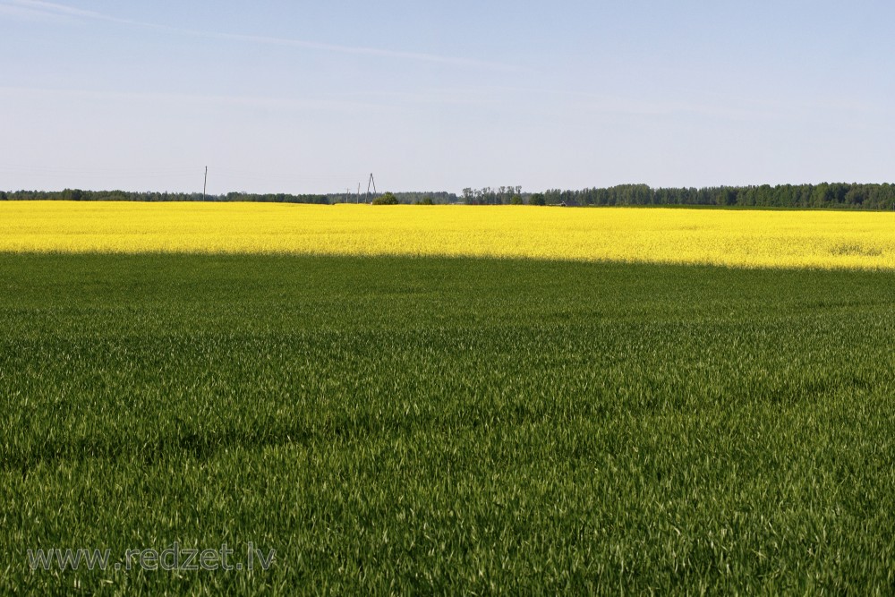 Landscape with grainfields