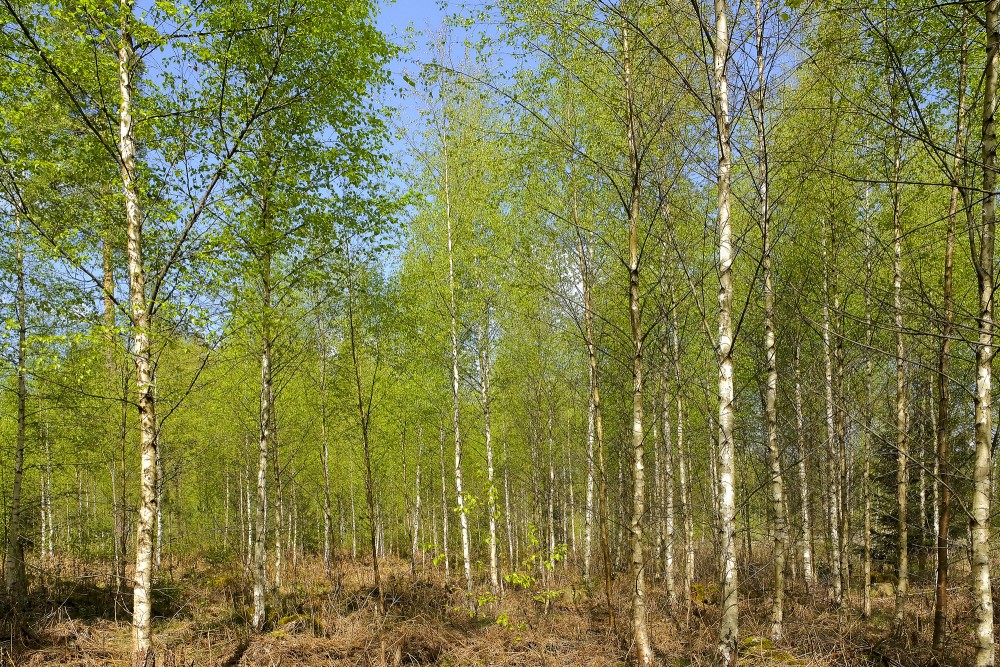 Bērzu birzs pavasarī Bērzu birzs pavasarī