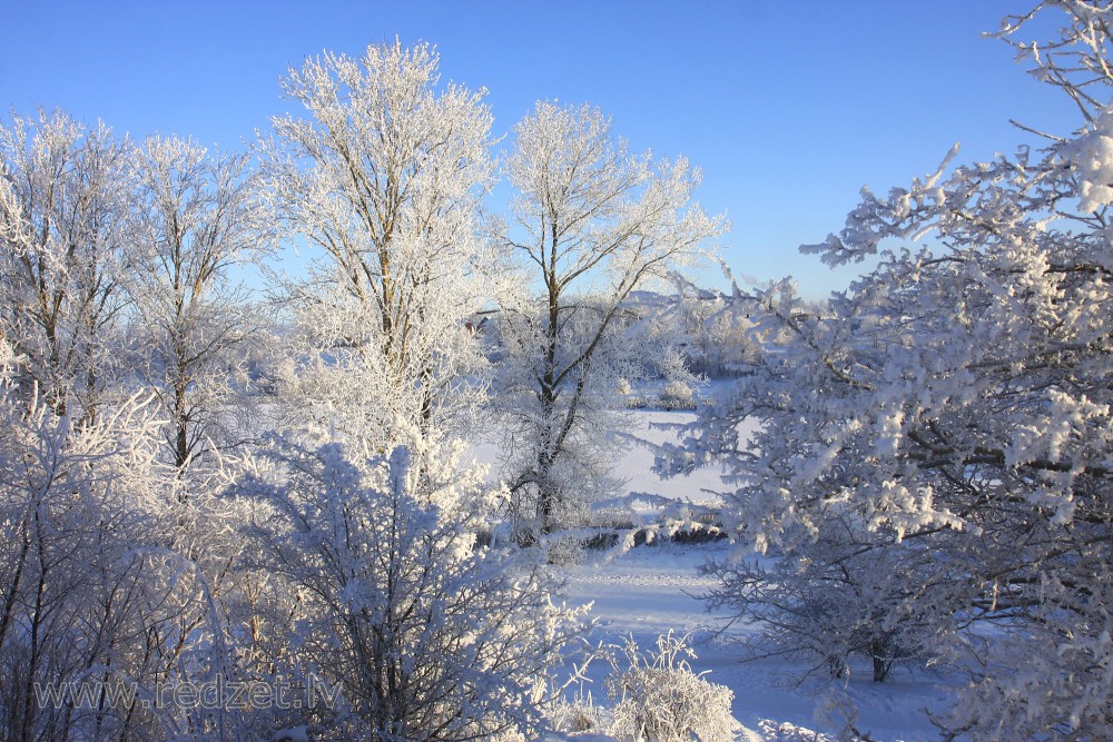 Ziemas ainava ar apsarmojušiem kokiem