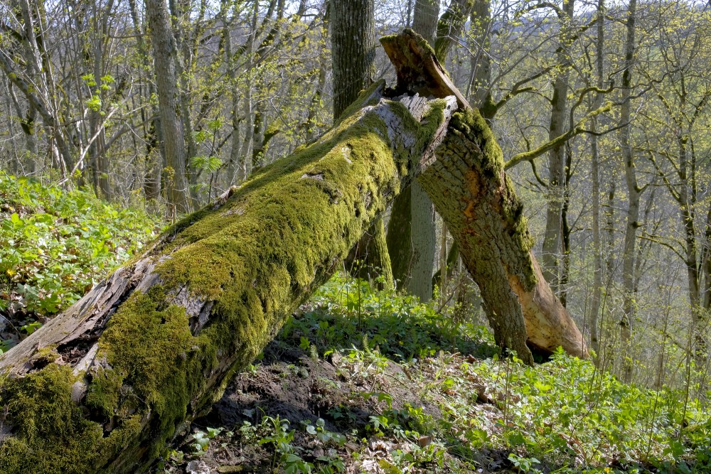 A Tree Trunk on Embūte Hillfort