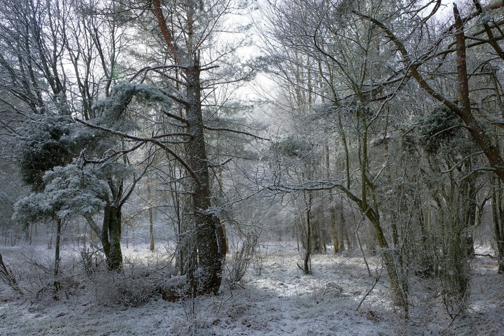 Snowy Forest In Spring