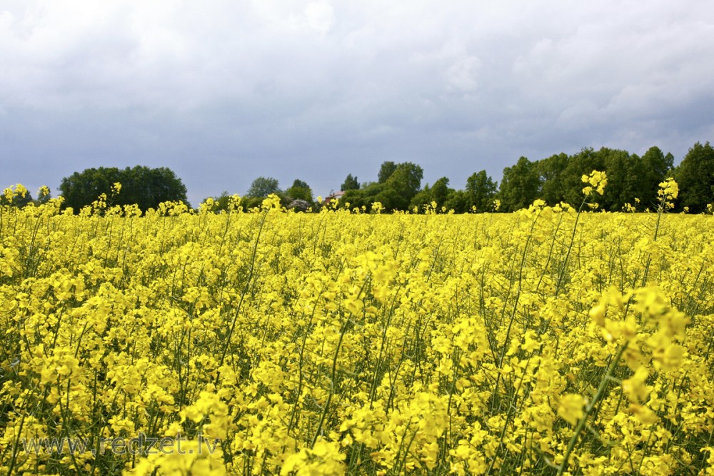Yellow Rape Flowers Field
