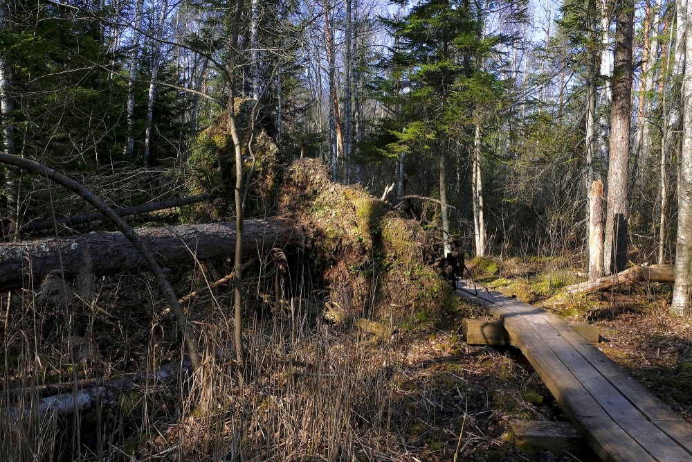 Kaņieris Castle Mound Nature Trail 