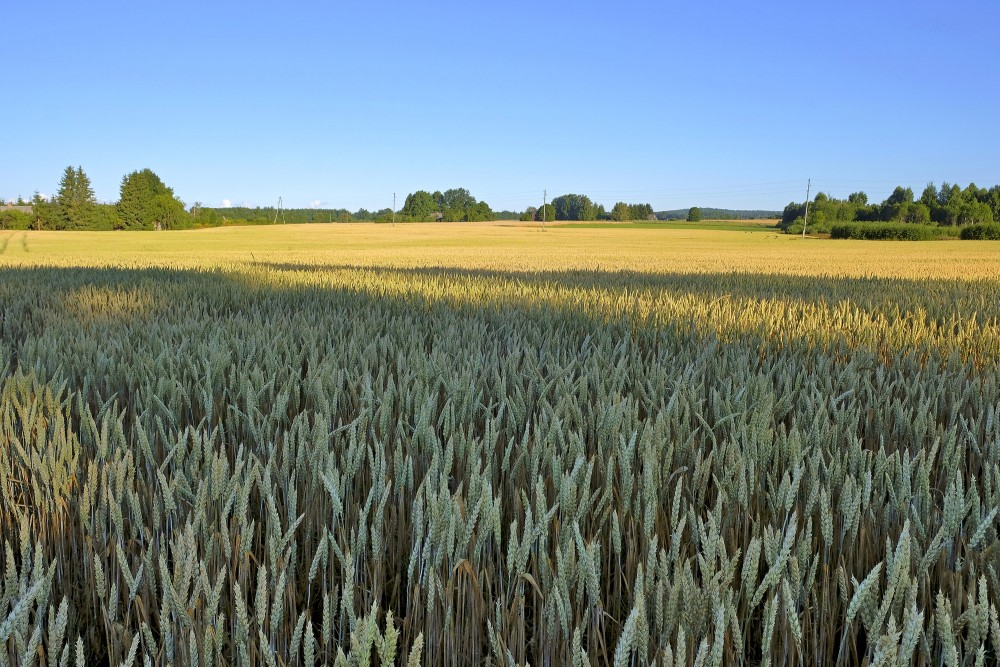 Kviešu lauks, ainava
