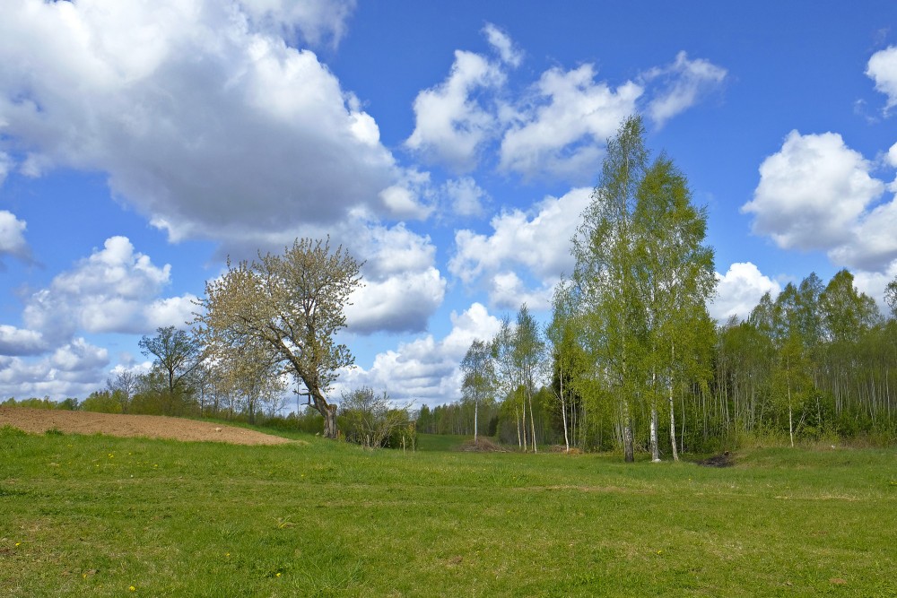 Lauku ainava ar bērziem un gubumākoņiem