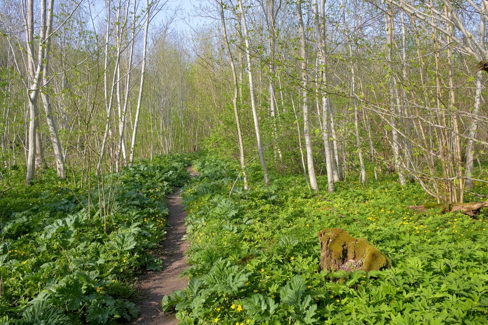 Imula Nature Trail in Spring
