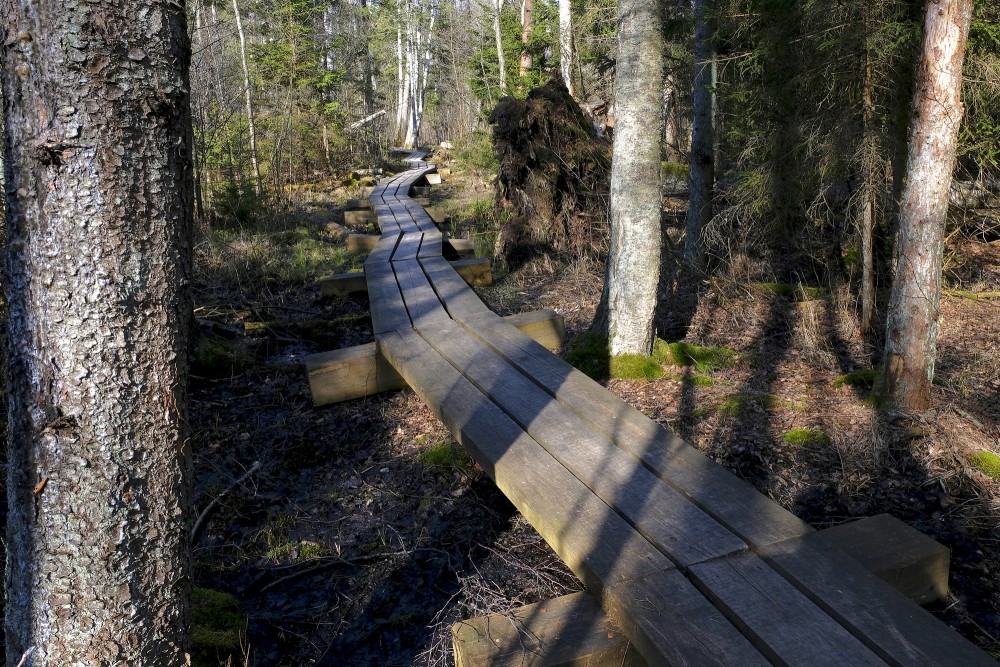 Ejot pa Kaņiera pilskalna taku