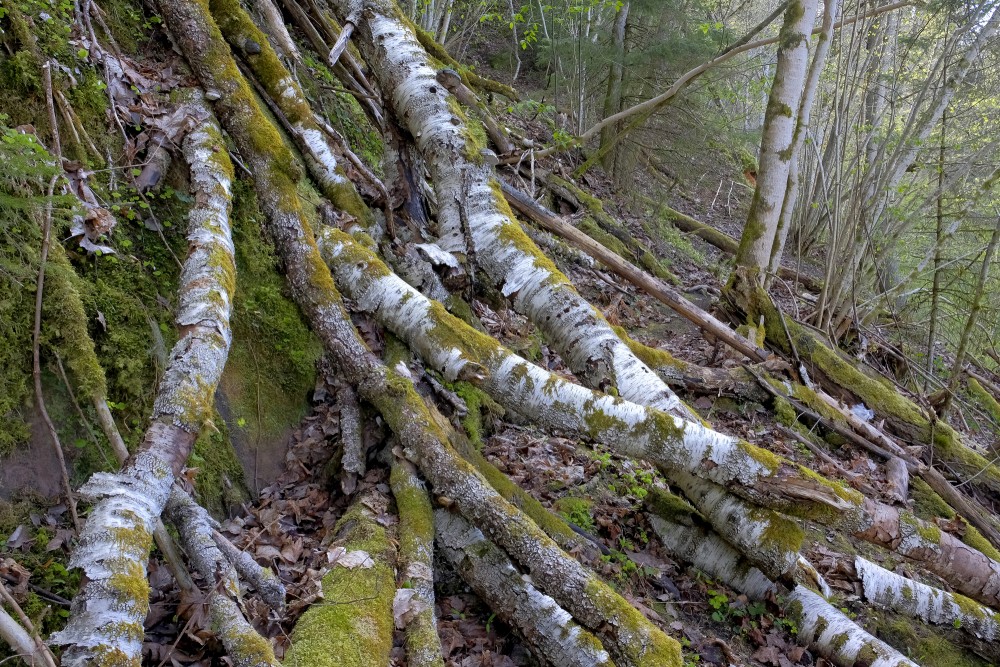 Fallen Trees near Tītmaņu Rock
