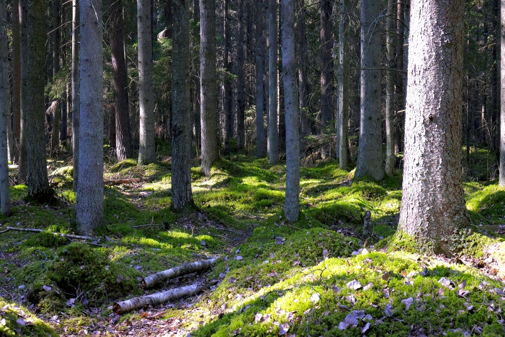 Mixed Forest