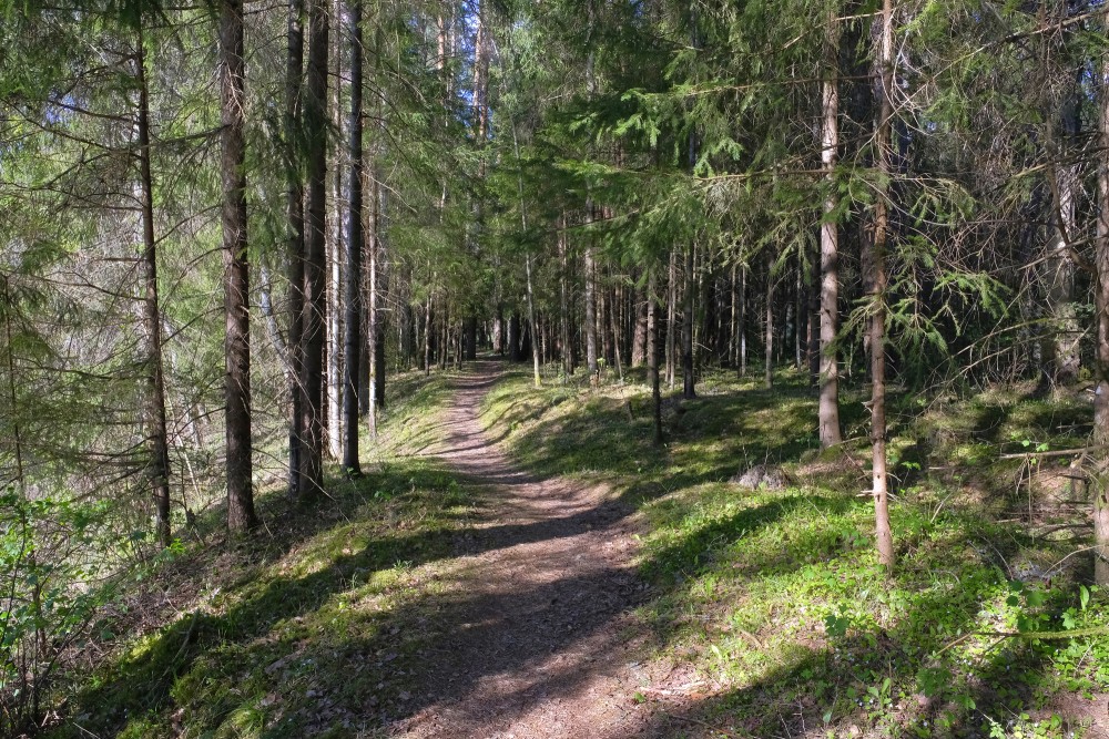 Forest Path, Forest