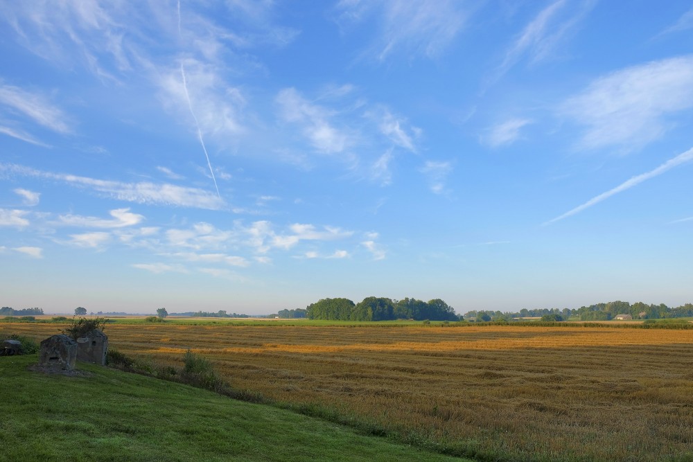 Rīta ainava, nokults labības lauks Rīta ainava, nokults labības lauks