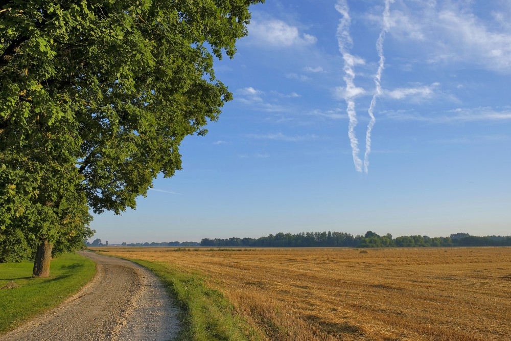Ainava, nokults labības lauks Ainava, nokults labības lauks