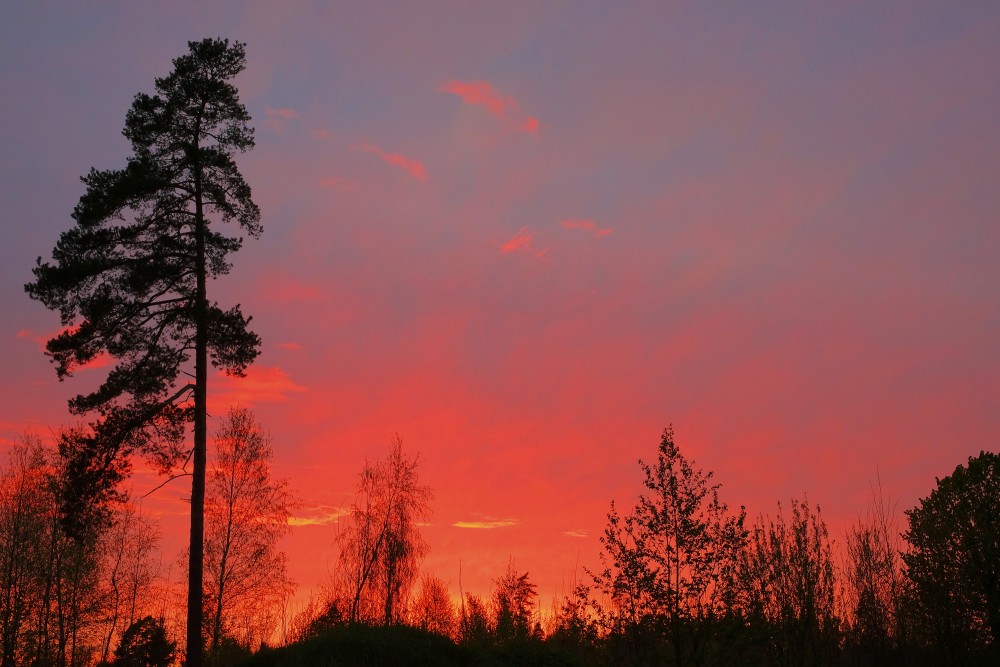 Saulrieta ainava, sarkanas debesis, priedes siluets