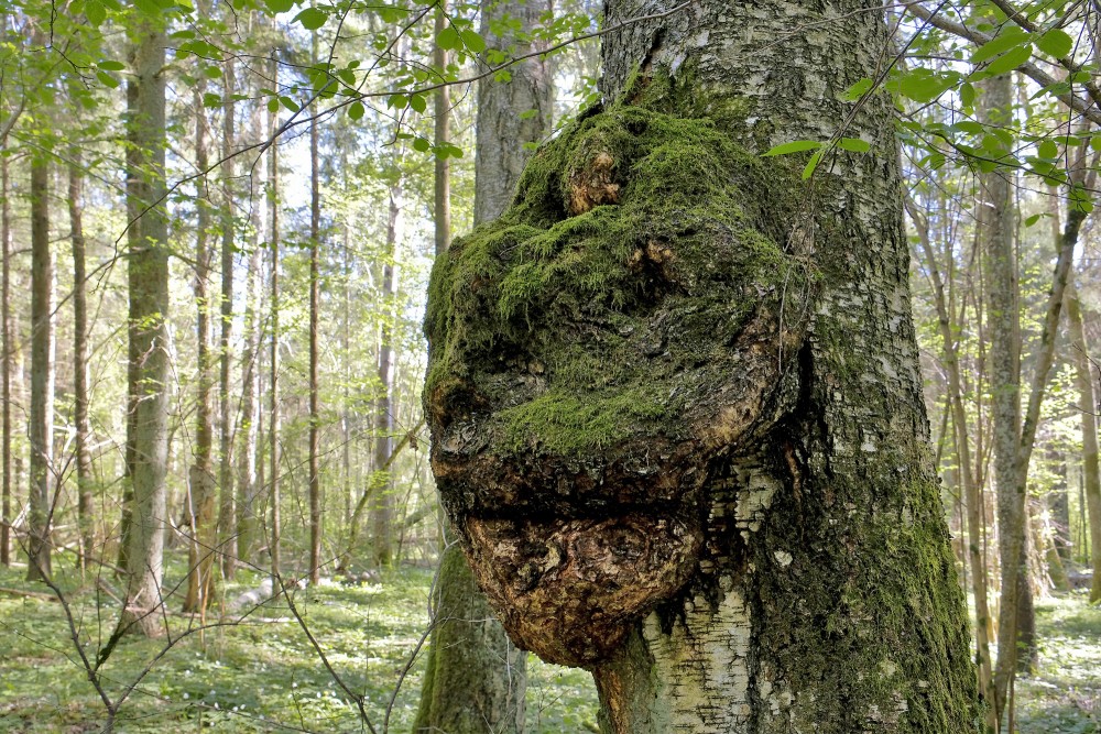 Burl or Bur, Nature preserve "Ukru gārša"