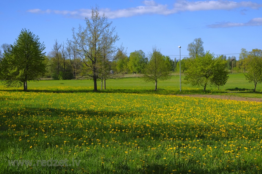 Countryside Landscape, Meadow With Yellow Dandelions