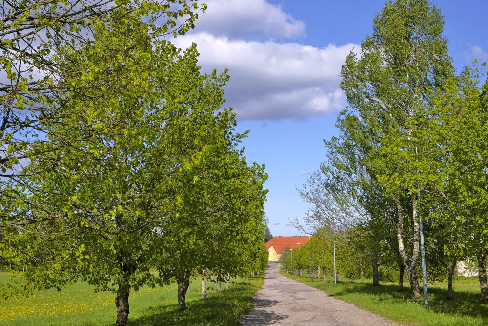 Koku aleja Ugālē, pavasarī