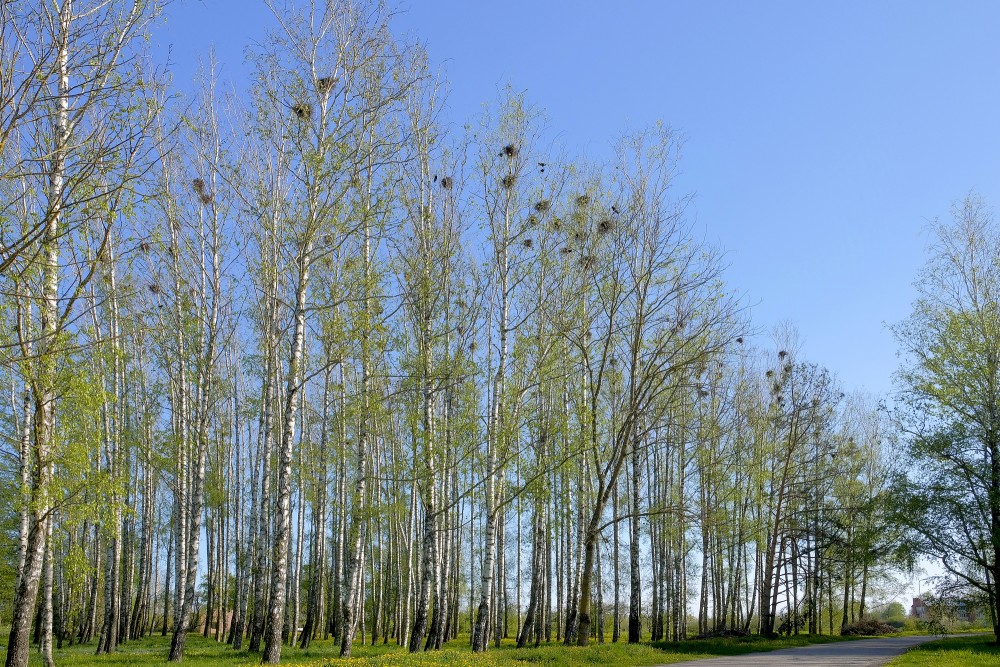 Bird nests in birch trees