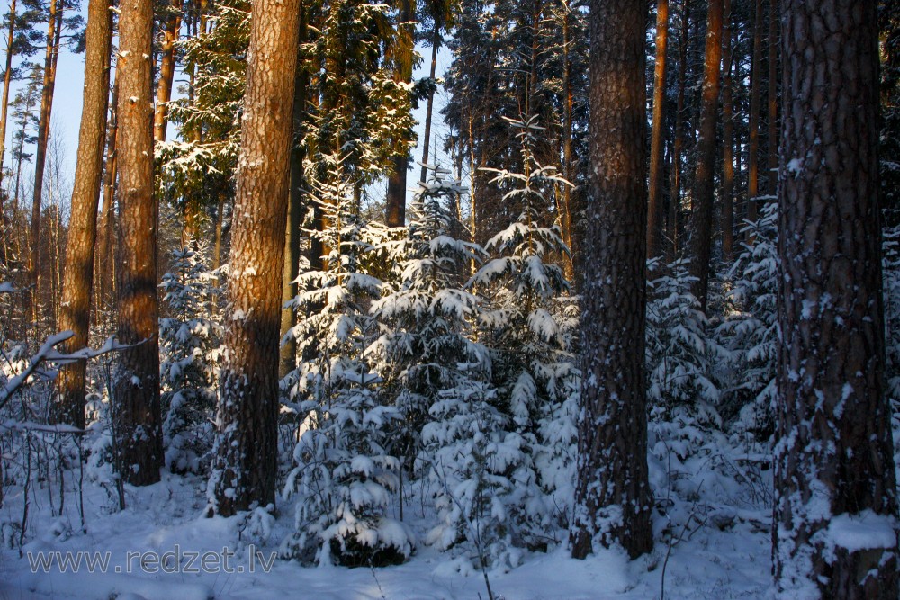 Jaunas egles starp priedēm