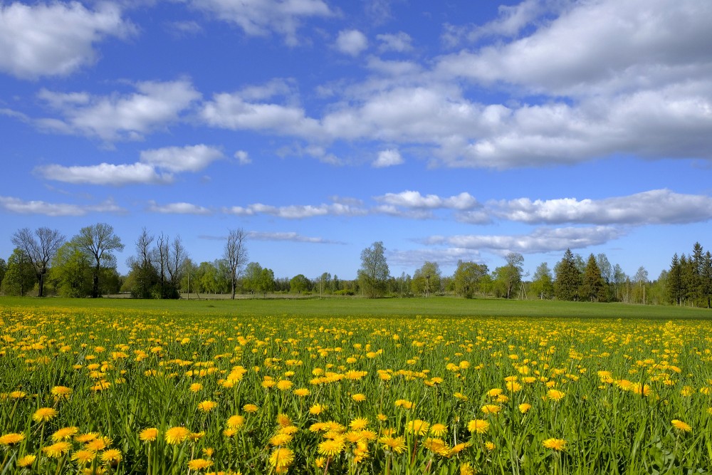 Pieneņu pļava un debesis ar gubumākoņiem Pieneņu pļava un debesis ar gubumākoņiem
