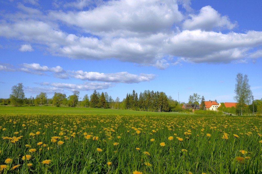 Meadow With Yellow Dandelions and Clouds